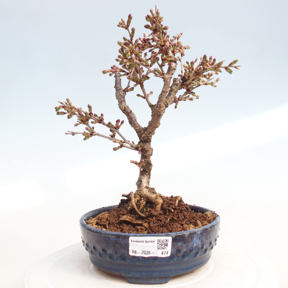 Venkovní bonsai - Prunus incisa Kojou-no mai-Slivoň vyříznutá