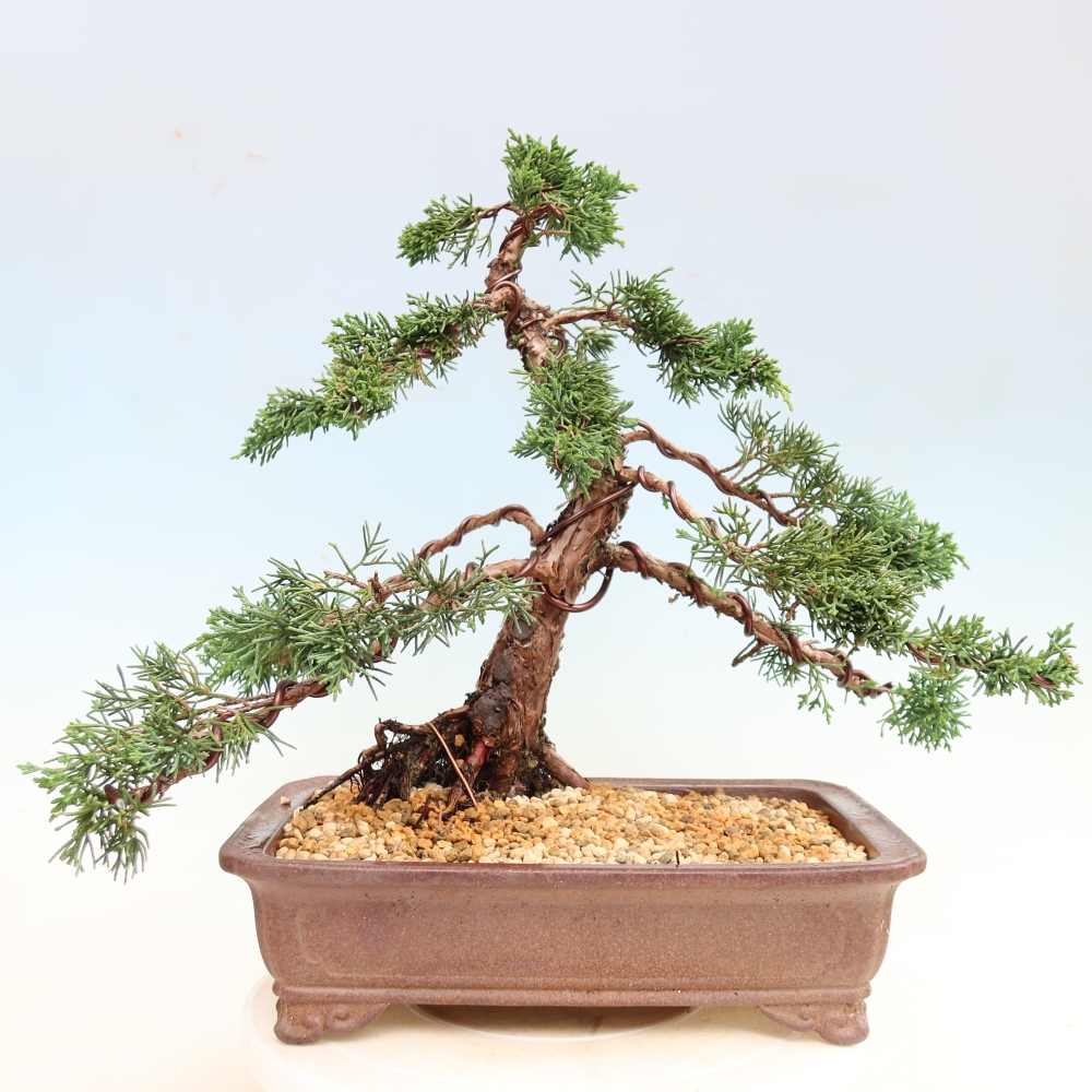 Venkovní bonsai - Juniperus chinensis Kishu -Jalovec čínský