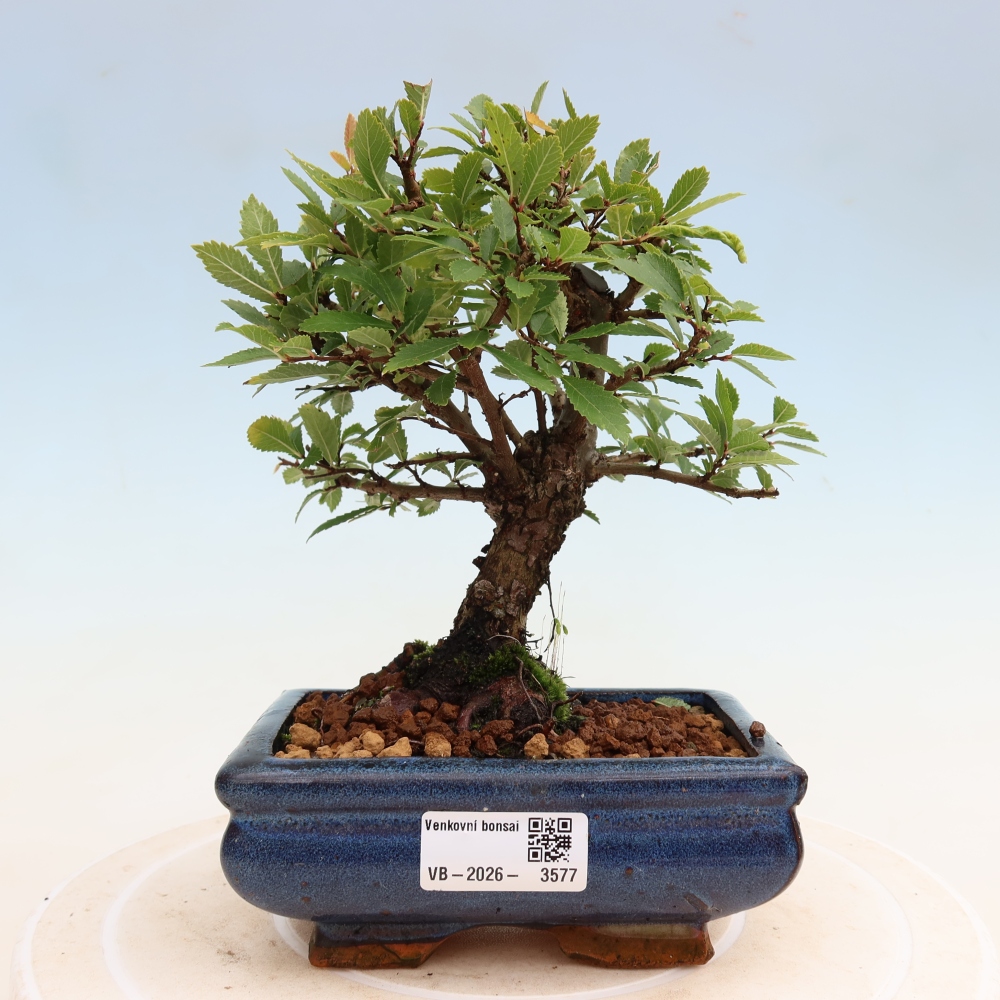 Venkovní bonsai - Zelkova - Zelkova NIRE