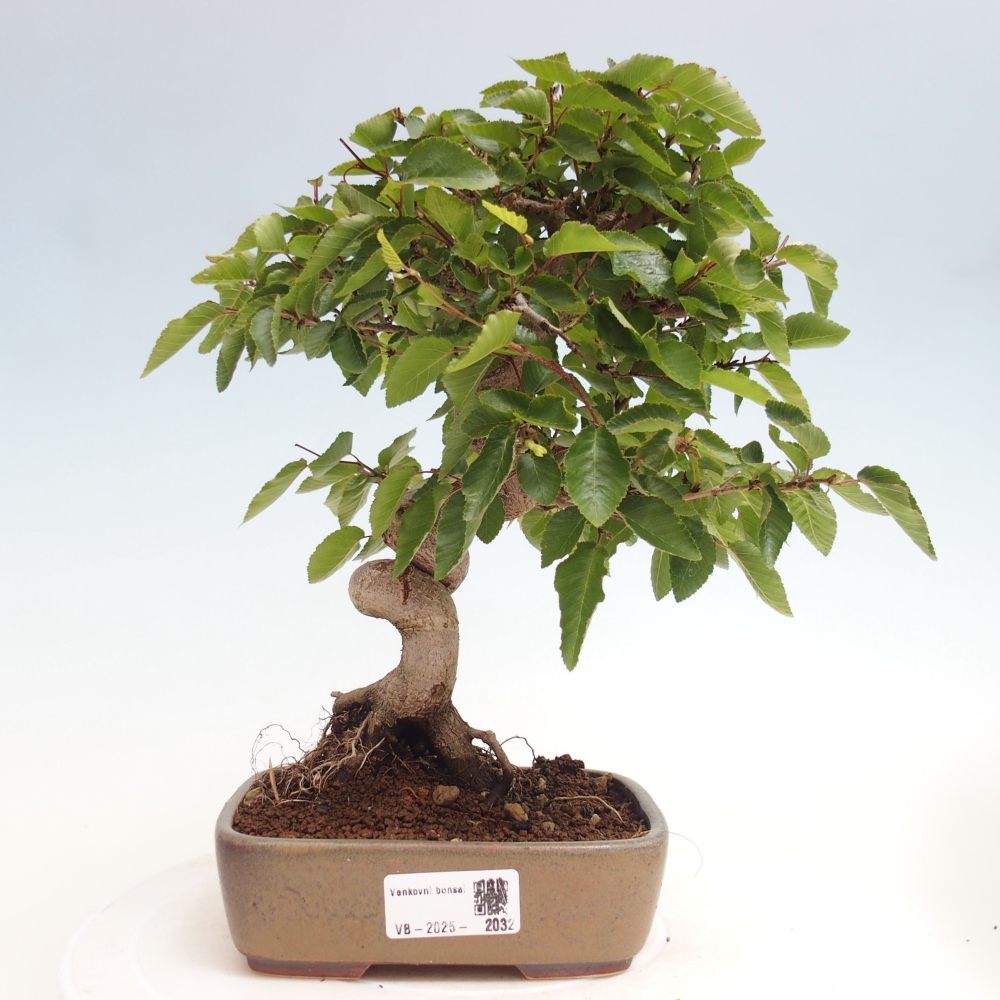 Venkovní bonsai -Carpinus CARPINOIDES - Habr korejský