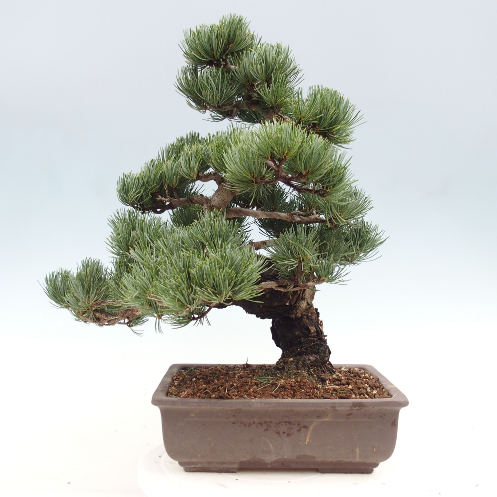 Venkovní bonsai - Pinus parviflora - Borovice drobnokvětá