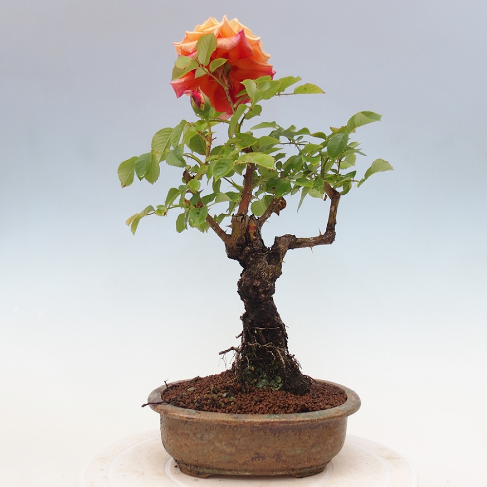 Venkovní bonsai - Rosa Kordes -  růže