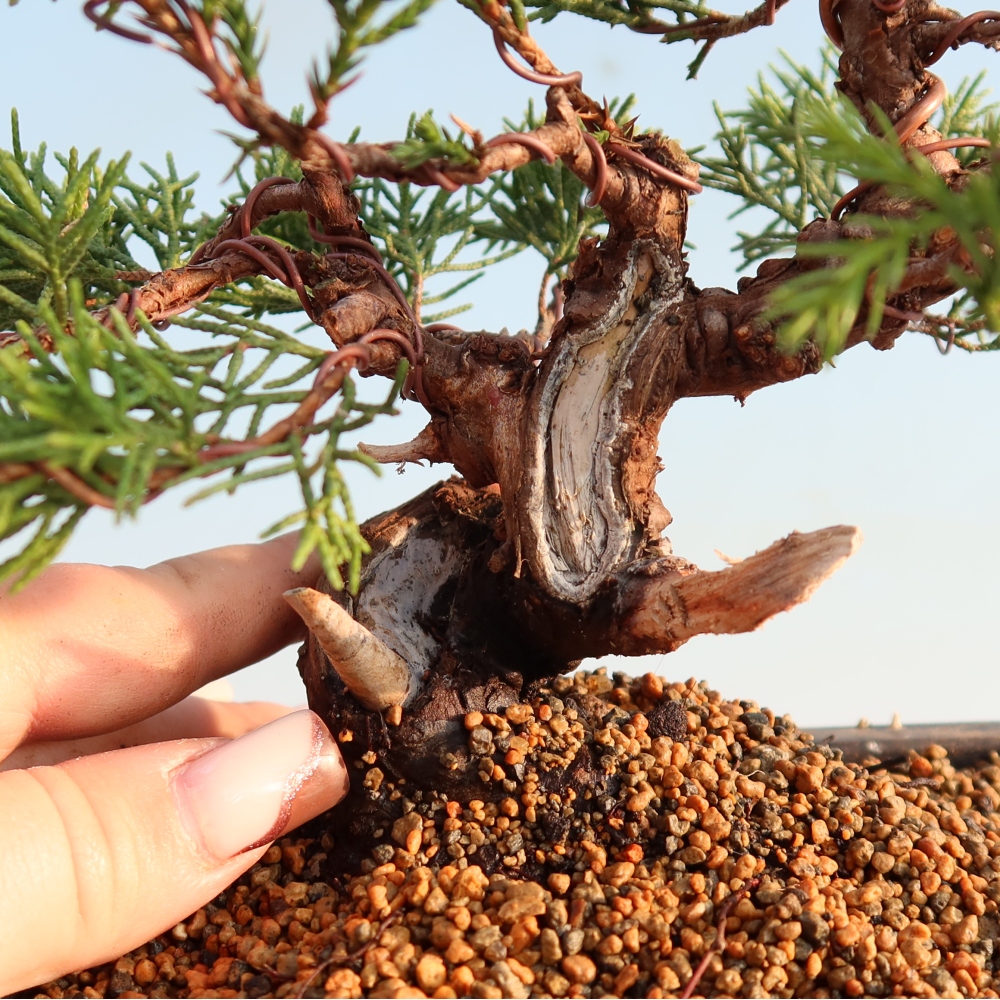Venkovní bonsai - Juniperus chinensis Itoigawa -Jalovec čínský
