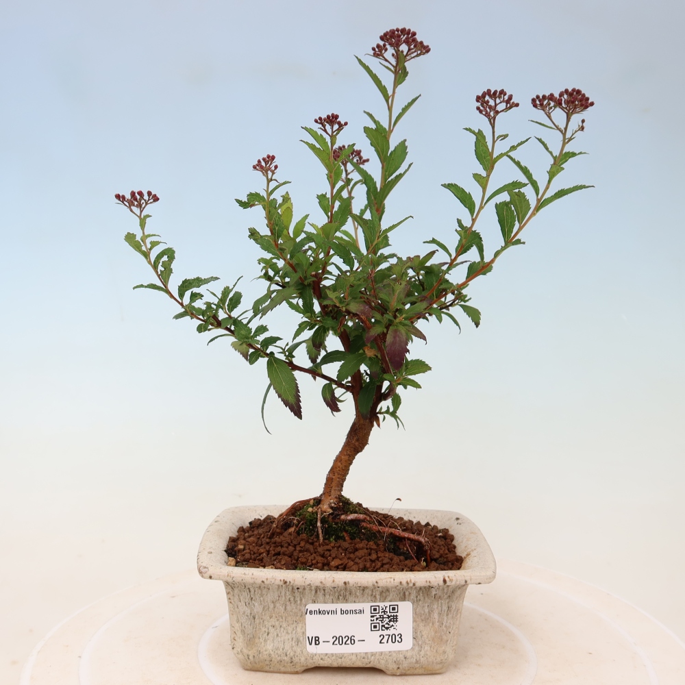 Venkovní bonsai - tavolník japonský - Spirea japonica Anthony Waterer