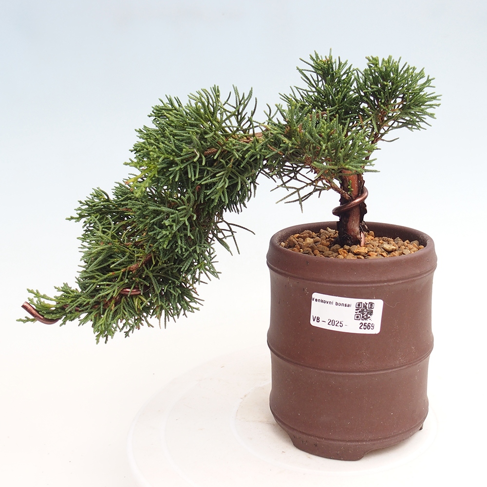 Venkovní bonsai - Juniperus chinensis Kishu -Jalovec čínský
