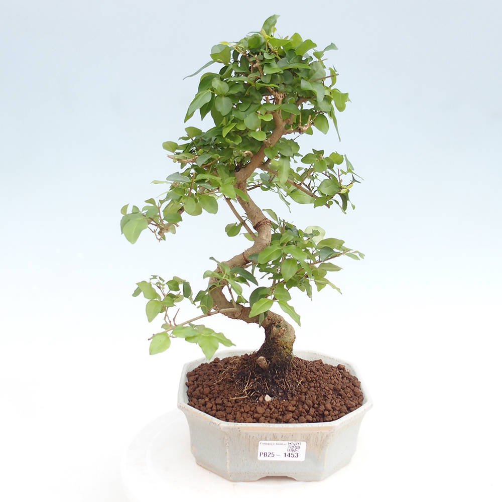 Pokojová bonsai -Ligustrum chinensis - Ptačí zob