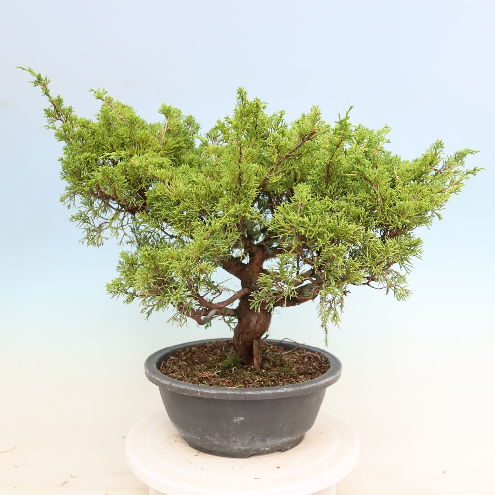 Venkovní bonsai - Juniperus chinensis Itoigawa-Jalovec čínský