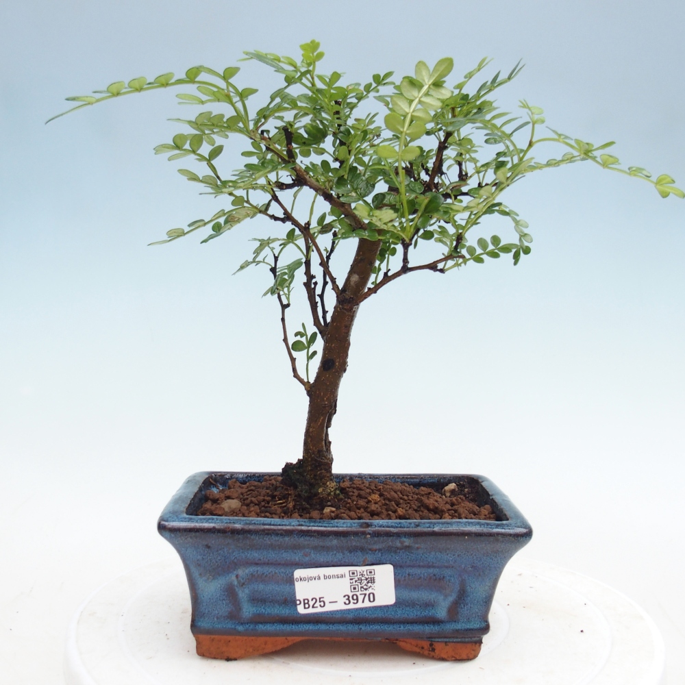 Pokojová bonsai - Zantoxylum piperitum - Pepřovník