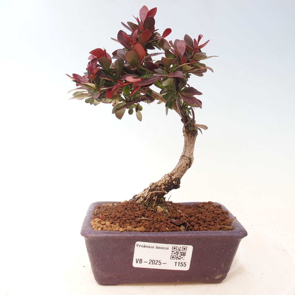 Venkovní bonsai - Berberis thunbergii Kobold - Dřištál Thunbergův