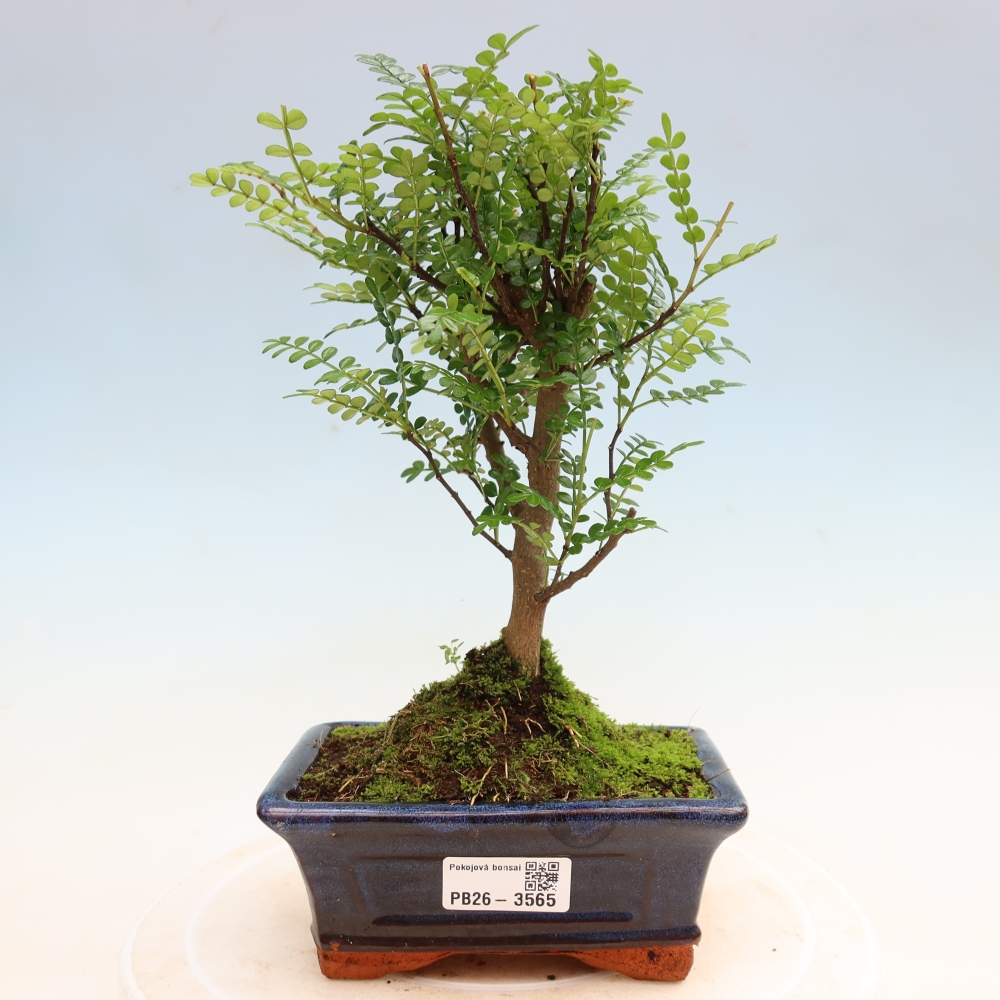 Pokojová bonsai - Zantoxylum piperitum - pepřovník