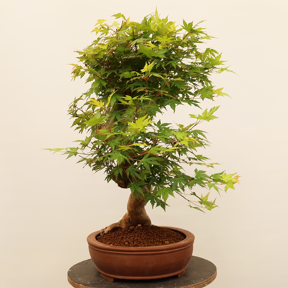 Venkovní bonsai - Javor palmatum  - Javor dlanitolistý