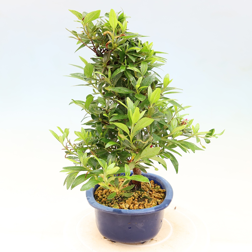 Venkovní bonsai - Japonská azalka - Azalea Yoko