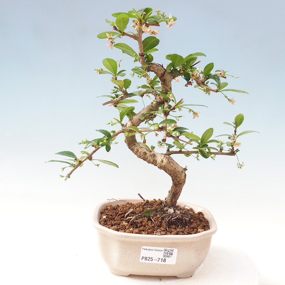 Pokojová bonsai - Carmona macrophylla - Čaj fuki