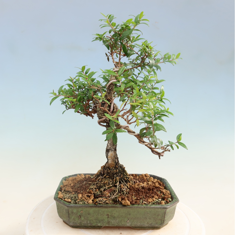 Pokojová bonsai - Myrtus communis - Myrta obecná