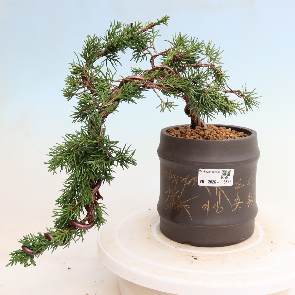 Venkovní bonsai - Juniperus chinensis Kishu -Jalovec čínský