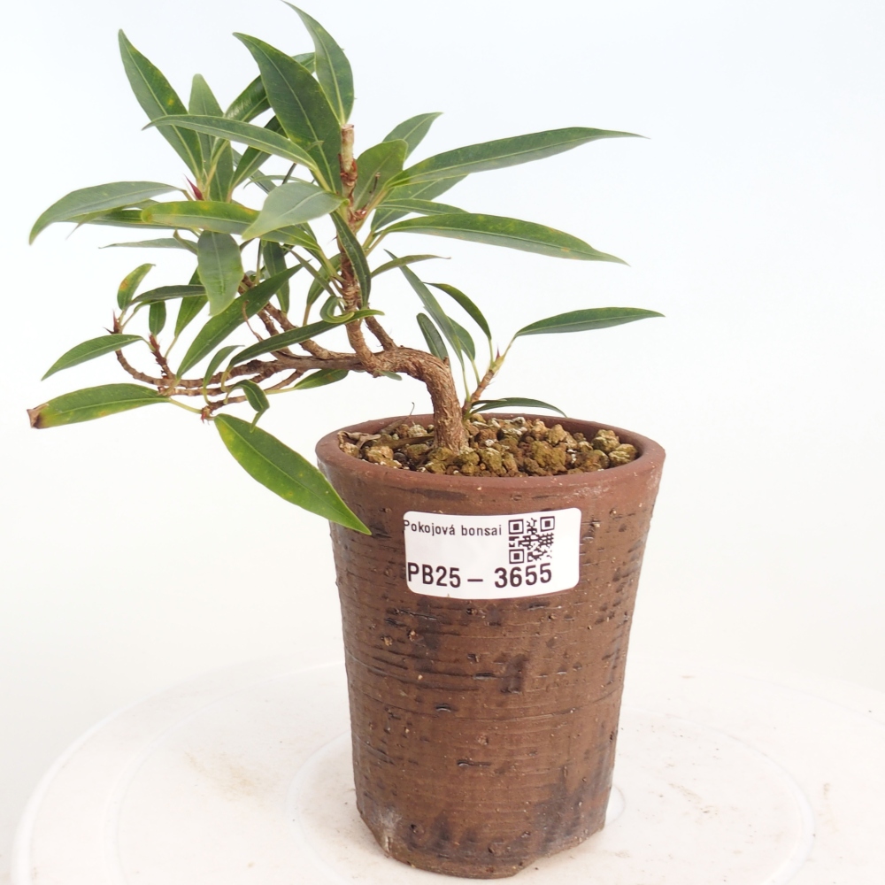Pokojová bonsai - Ficus nerifolia -  malolistý fíkus