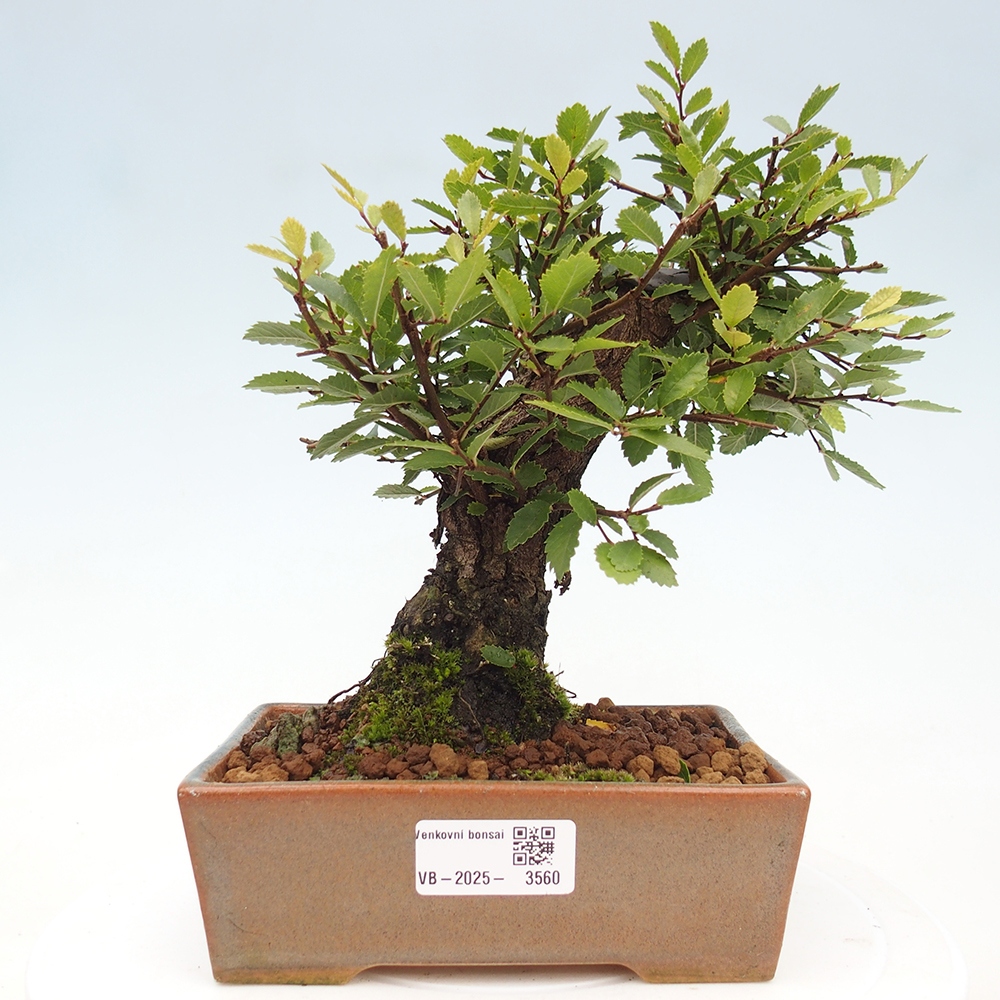Venkovní bonsai - Zelkova - Zelkova NIRE