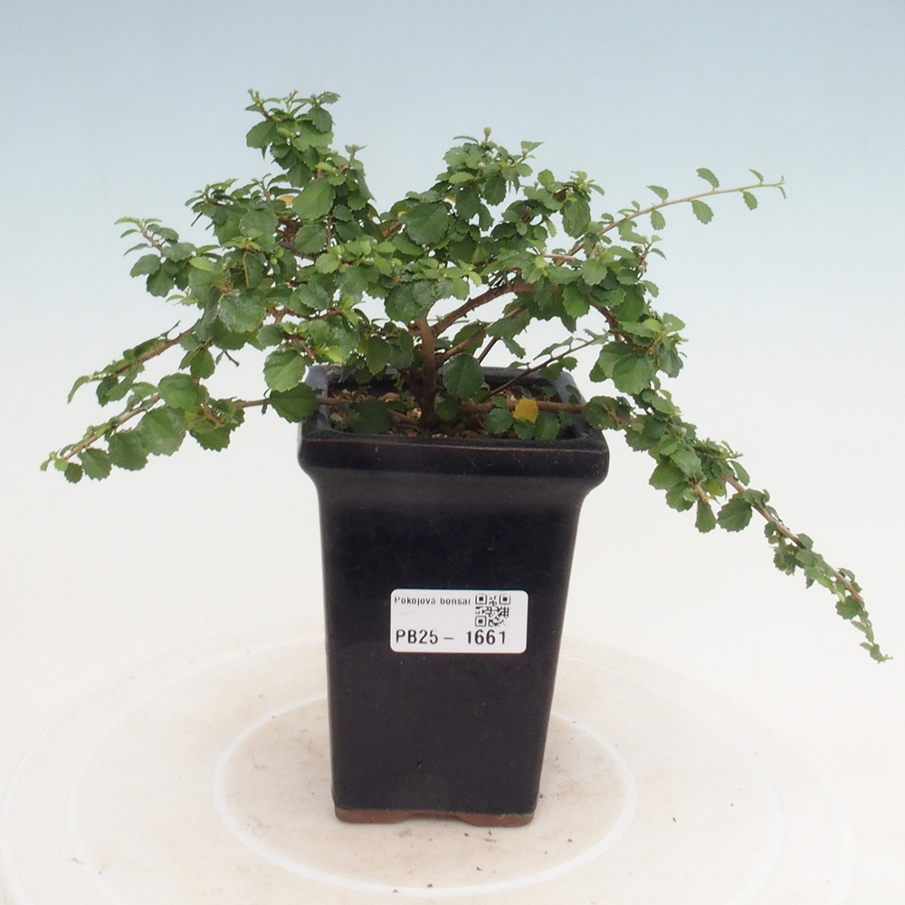 Pokojová bonsai - Grewia sp. - Grewie malolistá