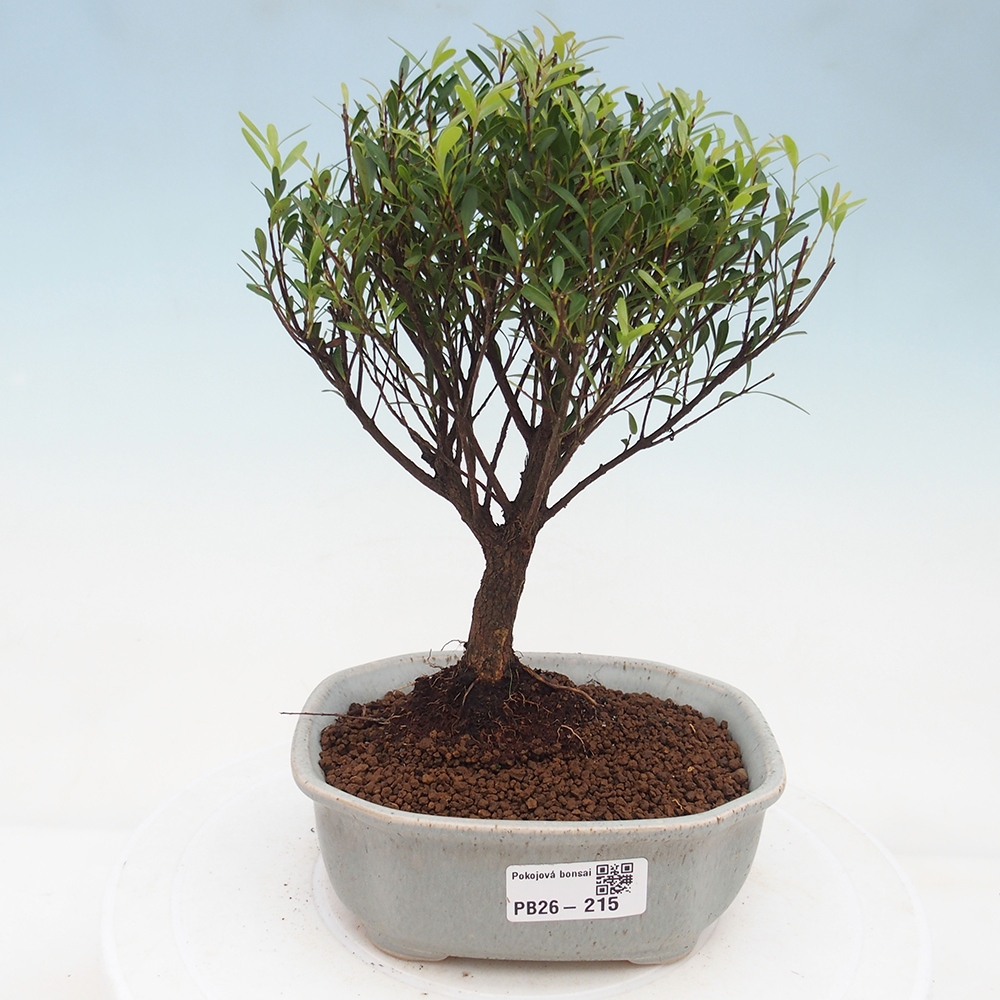 Pokojová bonsai - Syzygium - Pimentovník