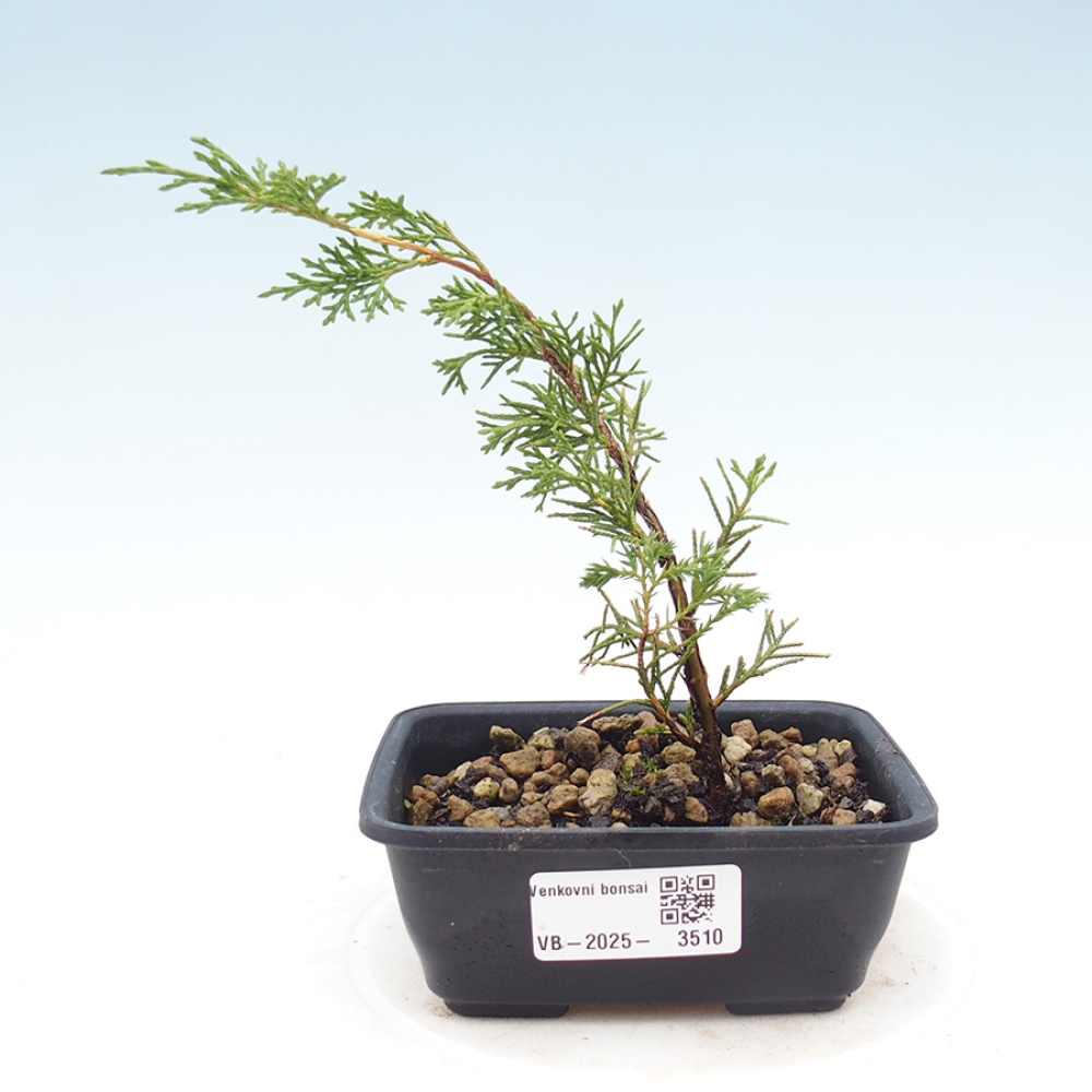 Venkovní bonsai - Juniperus chinensis Itoigawa -Jalovec čínský