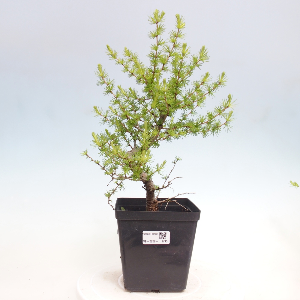 Venkovní bonsai -Larix decidua - Modřín opadavý 