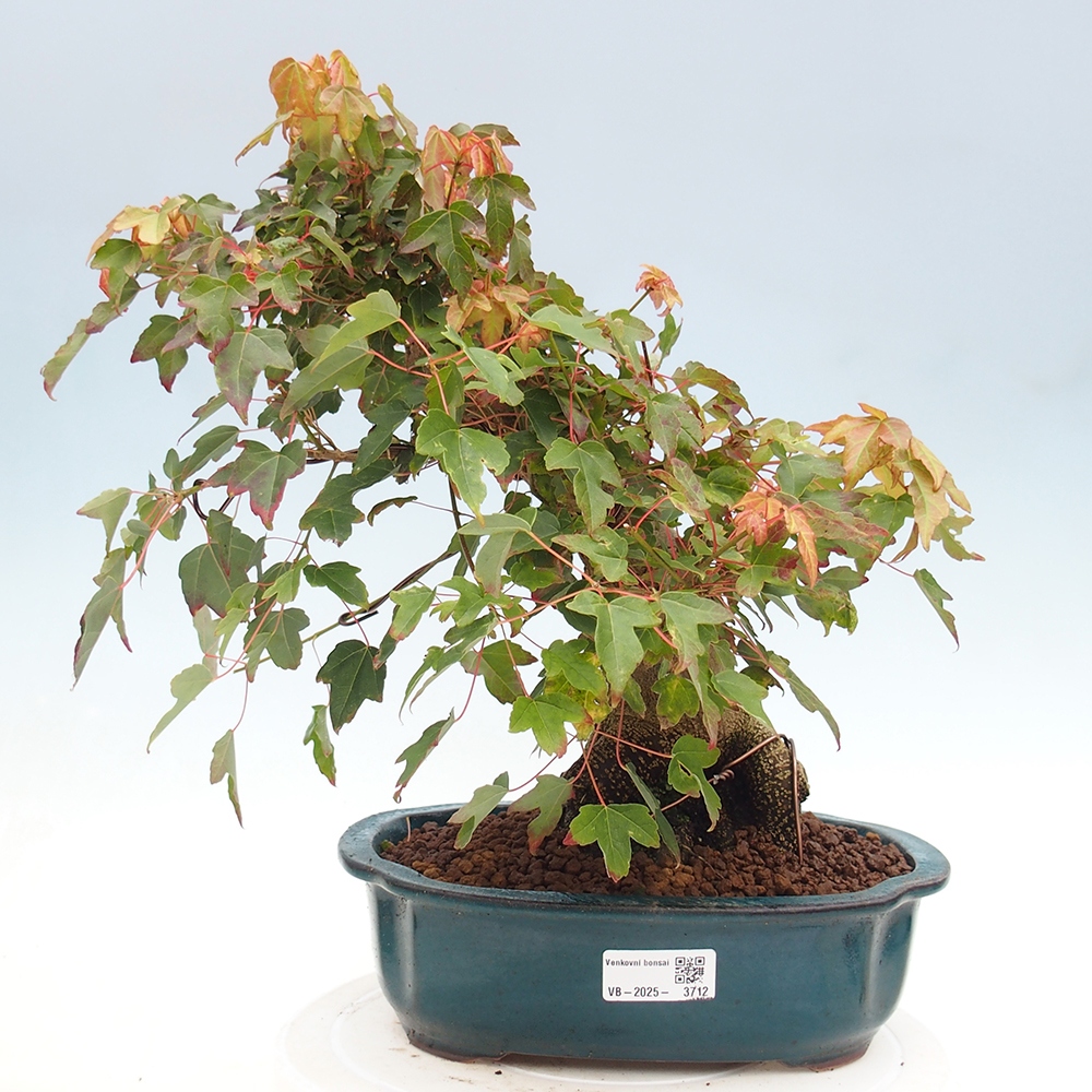 Venkovní bonsai - Acer Buergerianum - Javor Burgerův