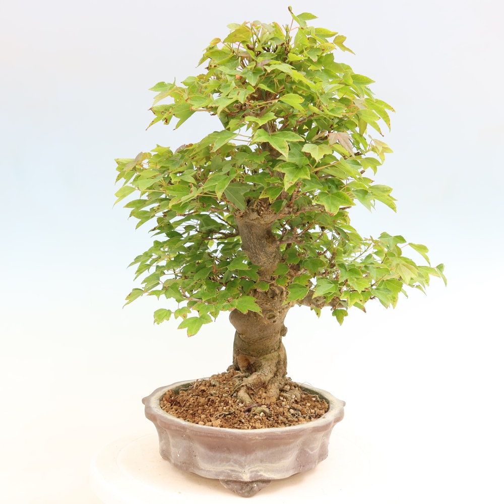 Venkovní bonsai - Javor Burgerův - Acer Burgerianum 