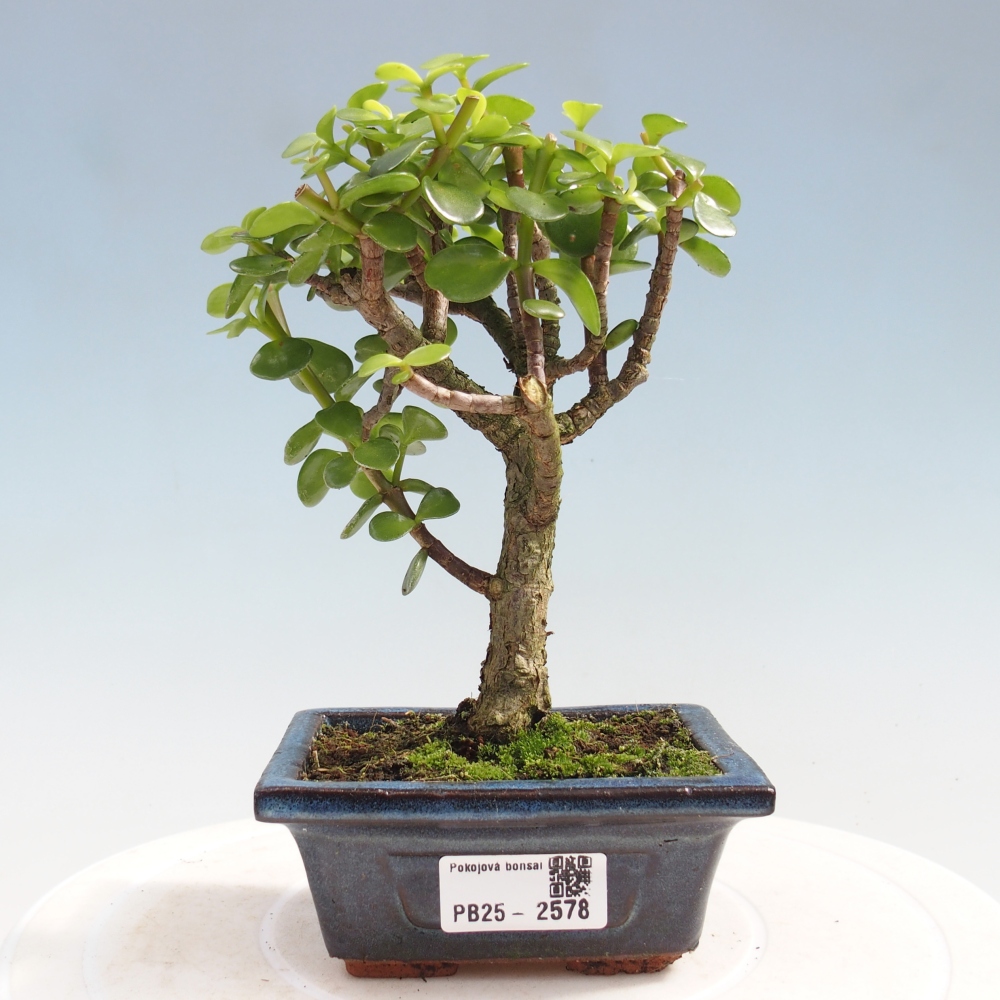 Pokojová bonsai - Portulakaria Afra - Tlustice