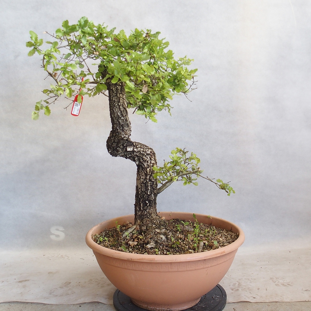 Venkovní bonsai Quercus Cerris - Dub Cer
