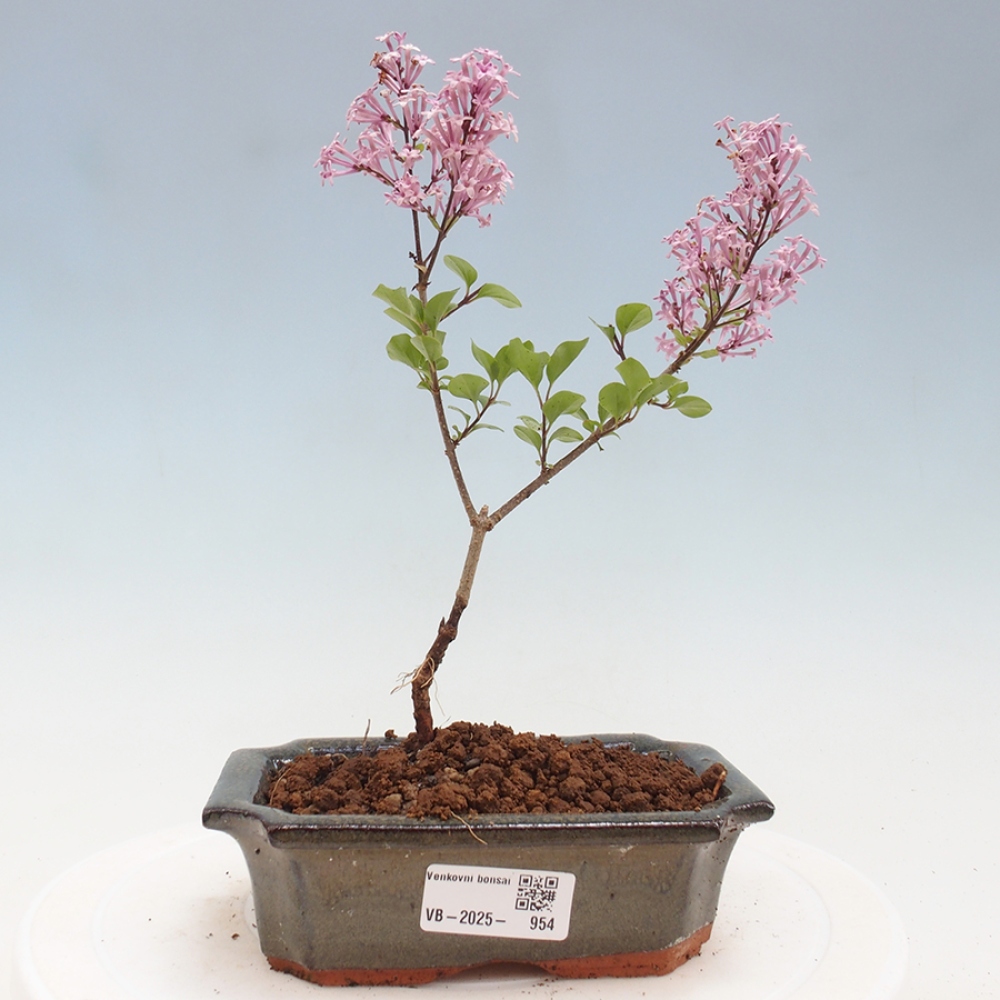 Venkovní bonsai - Syringa Meyeri Palibin - Šeřík Meyerův