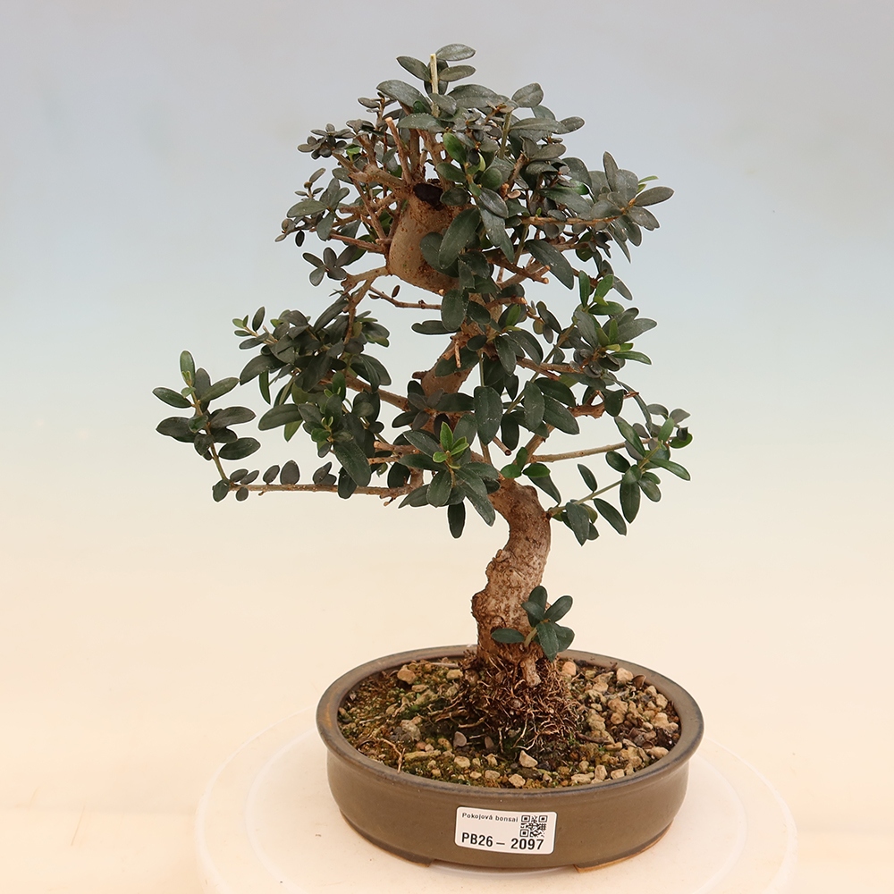 Pokojová bonsai - Olea europaea sylvestris -Oliva evropská drobnolistá