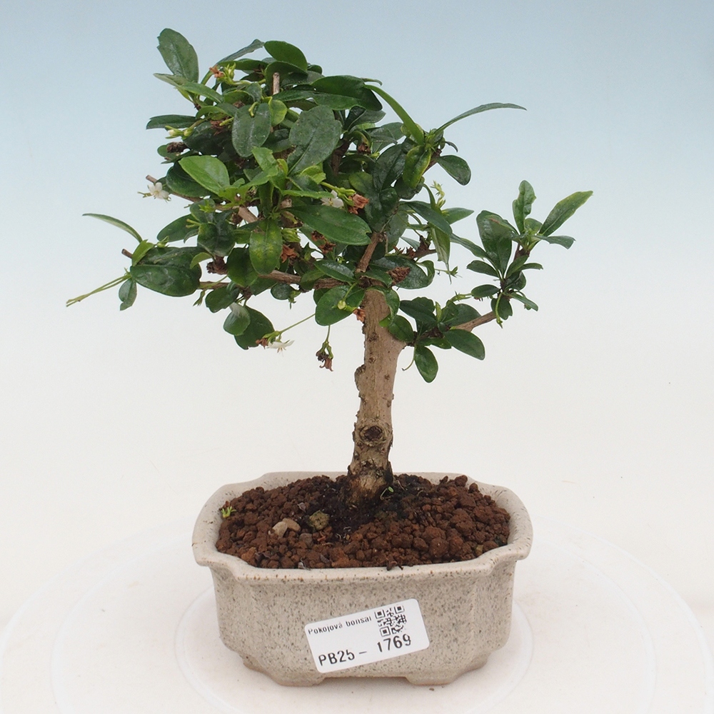 Pokojová bonsai - Carmona macrophylla - Čaj fuki