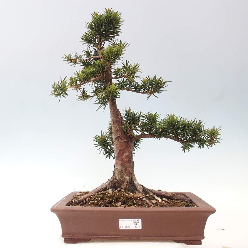 Venkovní bonsai - Taxus cuspidata  - Tis japonský