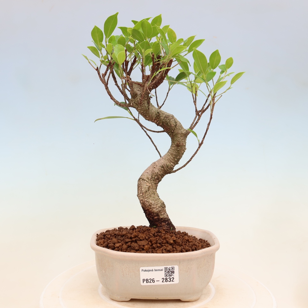 Pokojová bonsai - Ficus kimmen -  malolistý fíkus