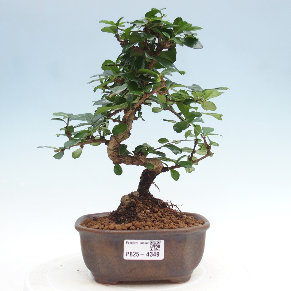 Pokojová bonsai - Carmona macrophylla - Čaj fuki
