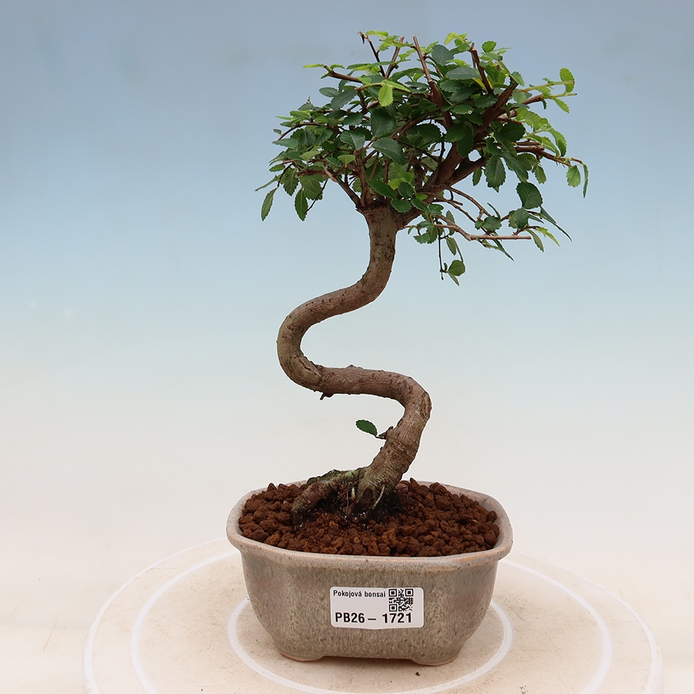 Pokojová bonsai - Ulmus parvifolia - Malolistý jilm