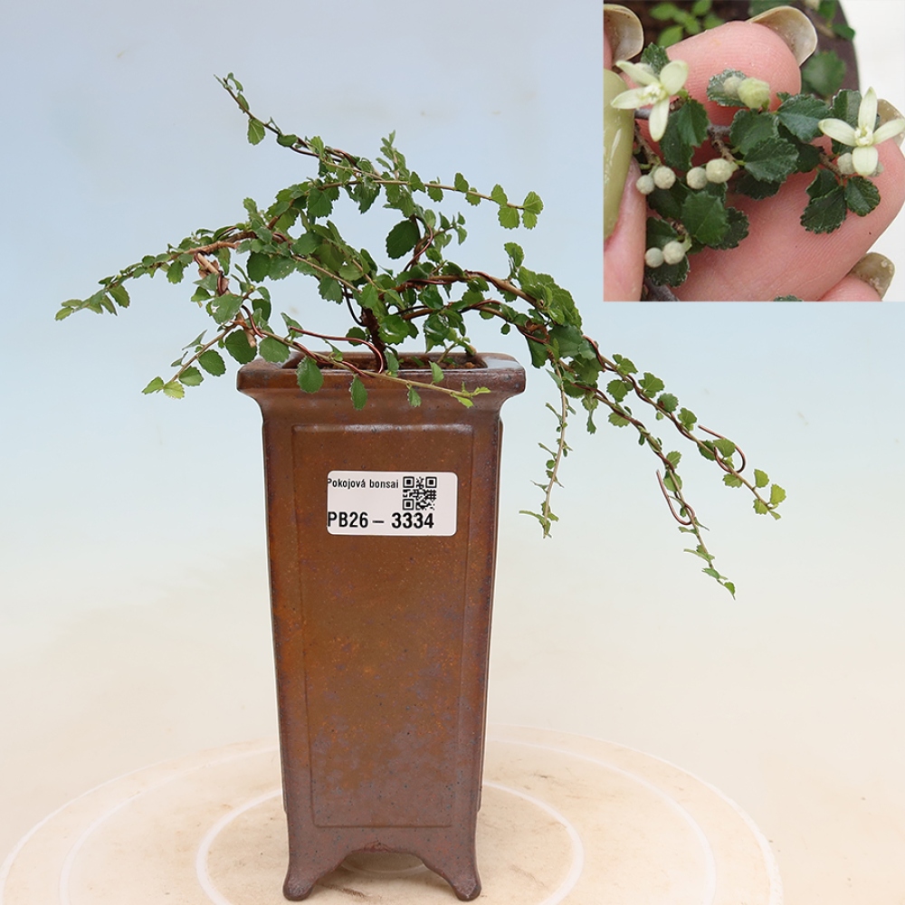 Pokojová bonsai - Grewia sp. - Grewie malolistá