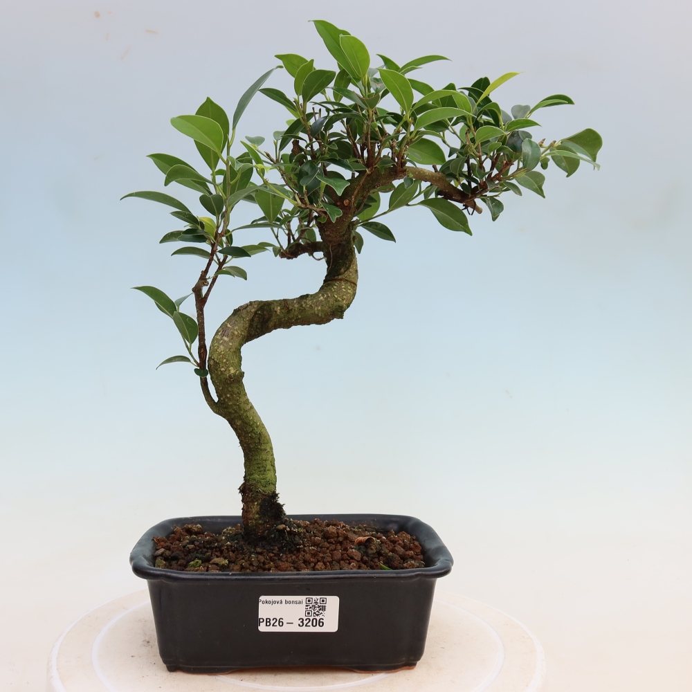 Pokojová bonsai - Ficus kimmen -  malolistý fíkus