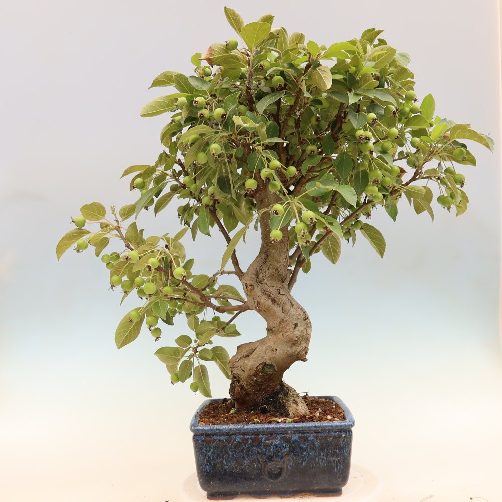 Venkovní bonsai -Malus halliana - Maloplodá jabloň