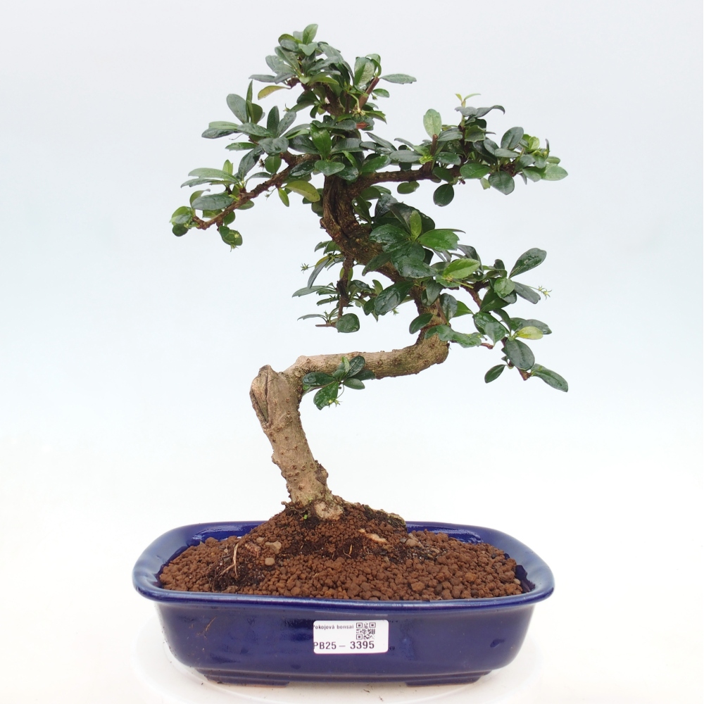 Pokojová bonsai - Carmona macrophylla - Čaj fuki