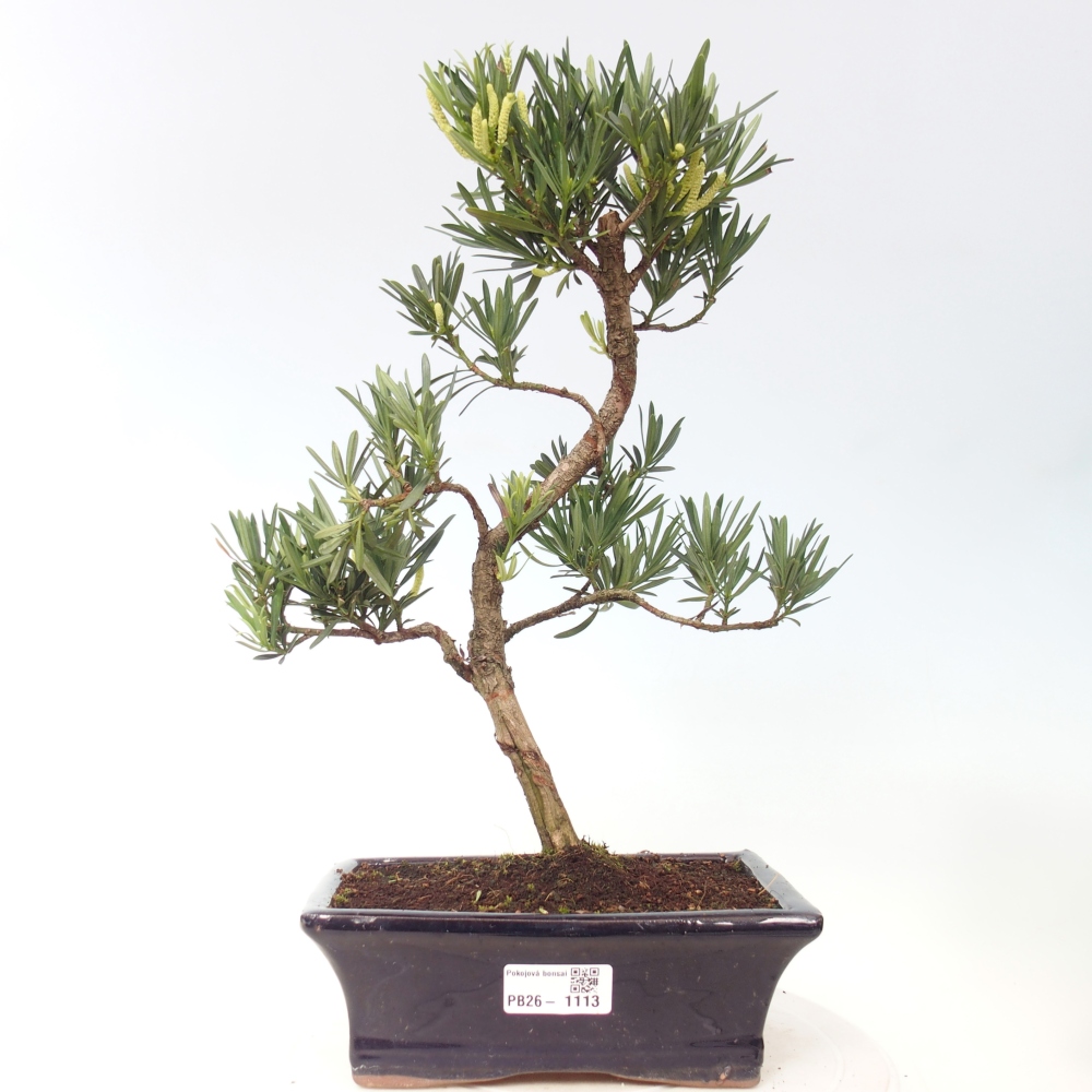 Pokojová bonsai - Podocarpus - Kamenný tis