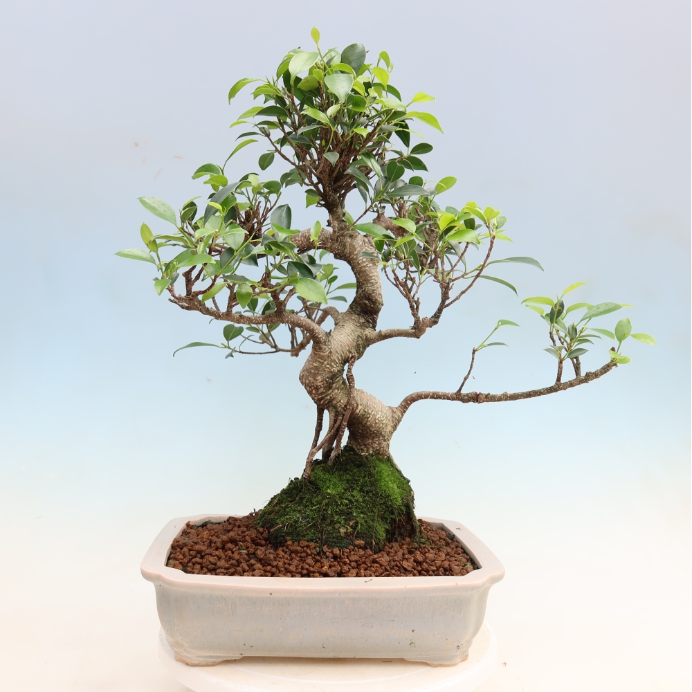 Pokojová bonsai - Ficus kimmen -  malolistý fíkus