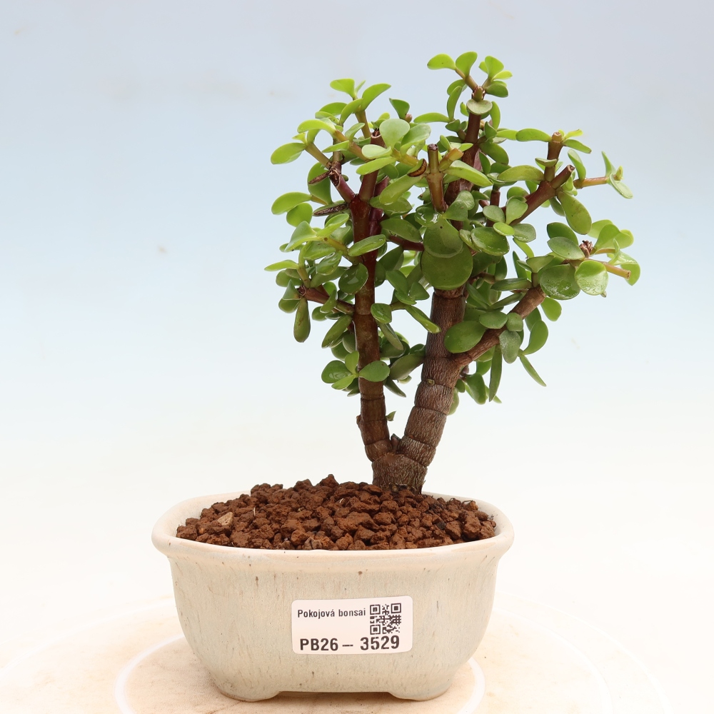 Pokojová bonsai - Portulakaria Afra - Tlustice