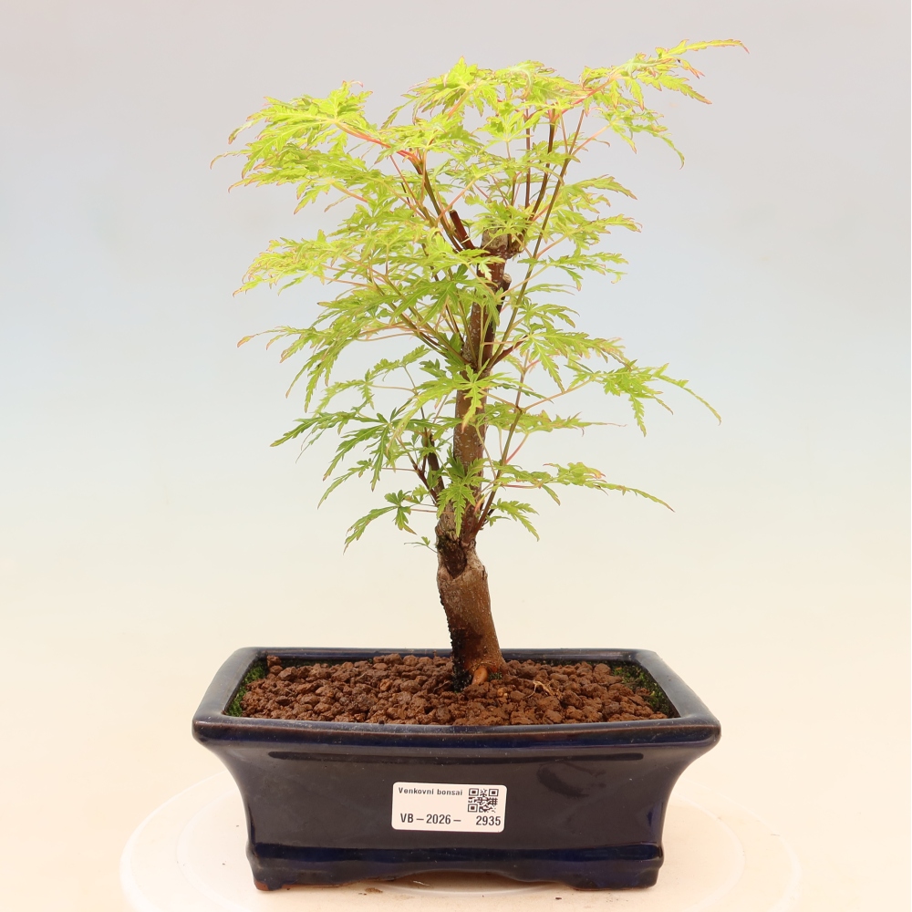 Venkovní bonsai - Acer palmatum Dissectum - Javor dlanitolistý 