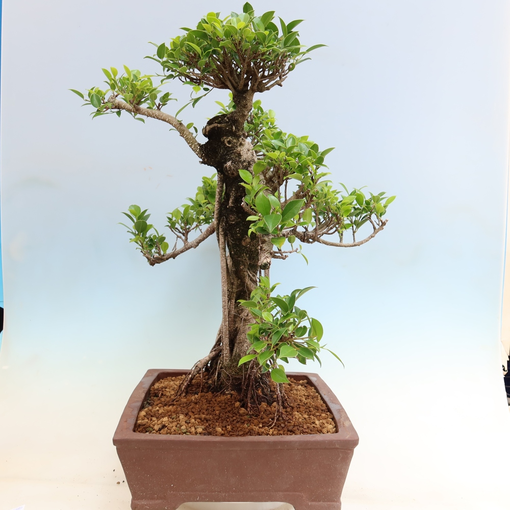 Pokojová bonsai - Ficus kimmen -  malolistý fíkus