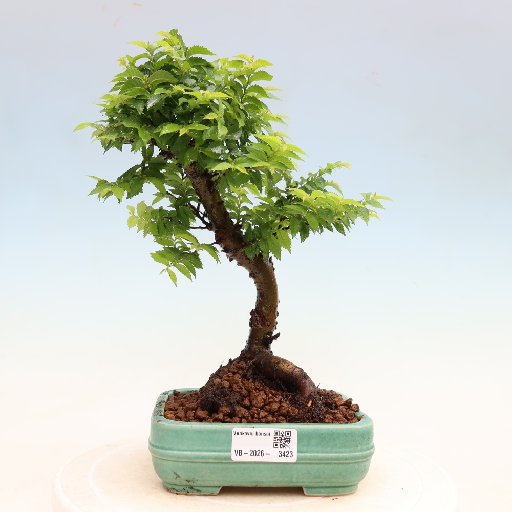 Venkovní bonsai - Ulmus Jacqueline Hillier - Jilm nádherný
