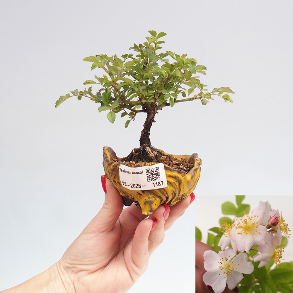 Venkovní bonsai - Rosa sp. - malokvětá růže
