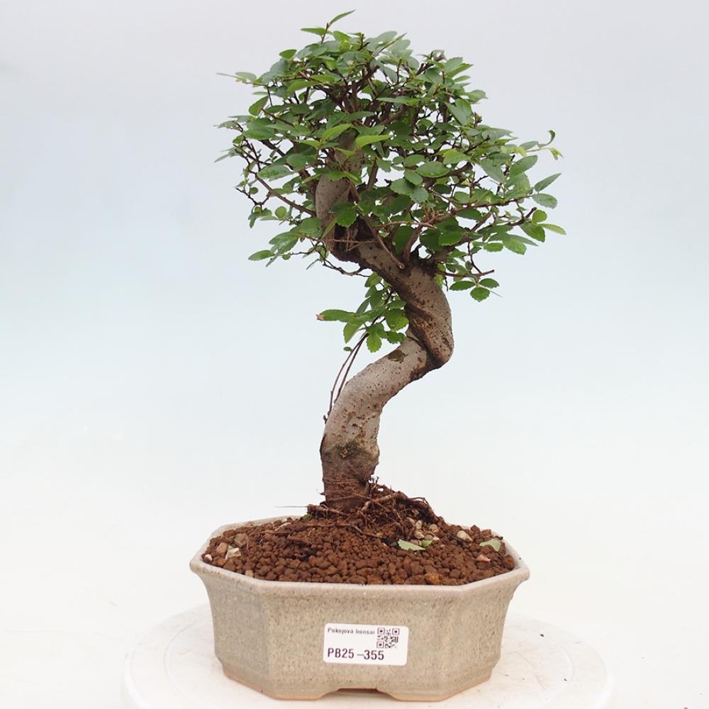 Pokojová bonsai - Ulmus parvifolia - Malolistý jilm