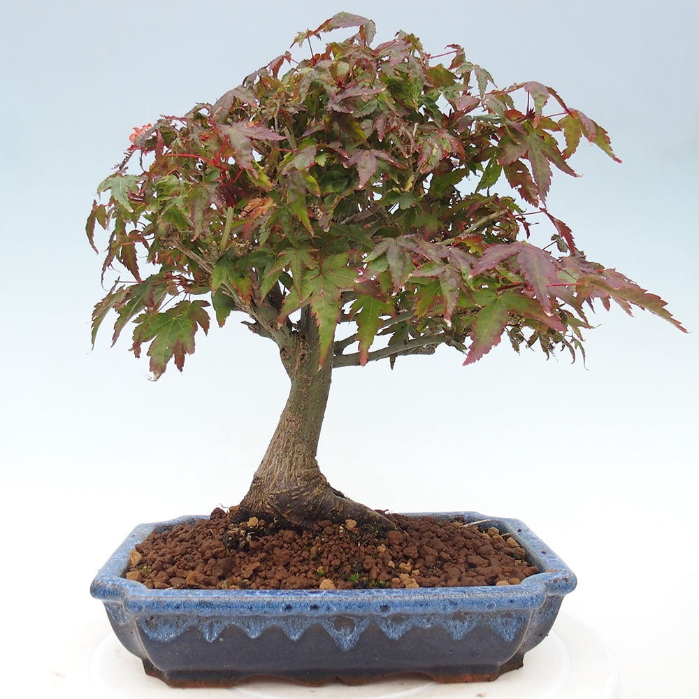 Acer palmatum KIOHIME - Javor dlanitolistý