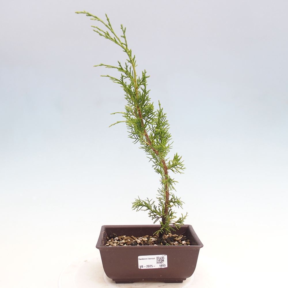 Venkovní bonsai - Juniperus chinensis Itoigawa -Jalovec čínský